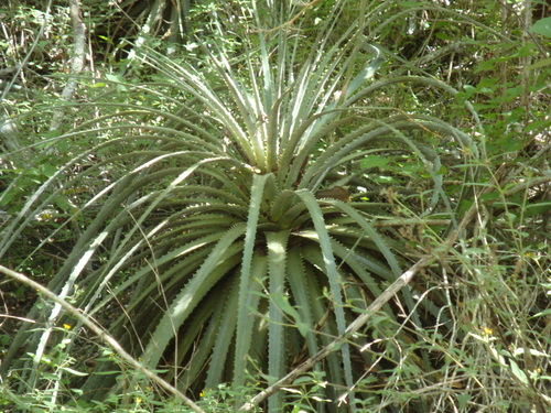Hechtia schottii