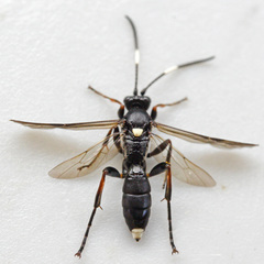 Vulgichneumon