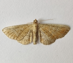 Eupithecia simpliciata