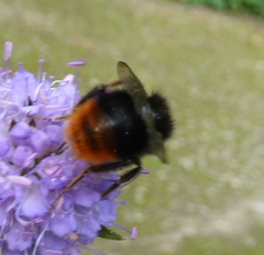 Bombus lapidarius