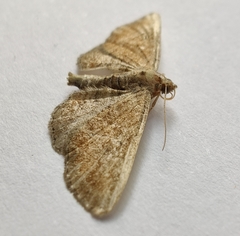 Eupithecia simpliciata