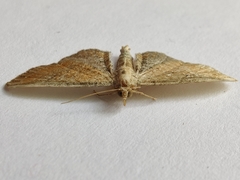 Eupithecia simpliciata