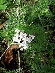 Achillea millefolium