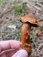 Cortinarius rubellus
