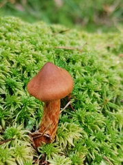 Cortinarius rubellus
