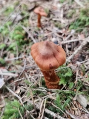 Cortinarius rubellus