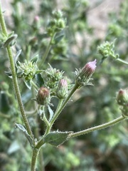 Pseudoconyza viscosa