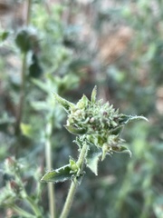 Pseudoconyza viscosa