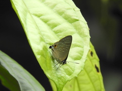 Deudorix epijarbas cinnabarus