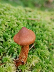 Cortinarius rubellus