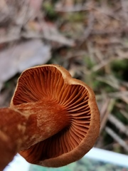 Cortinarius rubellus