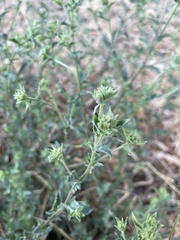 Pseudoconyza viscosa