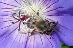 Apis mellifera