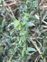 Pseudoconyza viscosa