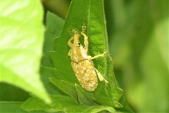Xanthochelus major