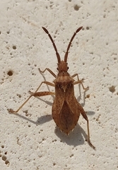 Coriomeris denticulatus