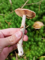 Cortinarius delibutus