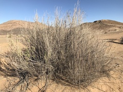 Ectadium virgatum