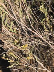 Ectadium virgatum