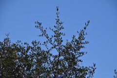 Olea europaea europaea