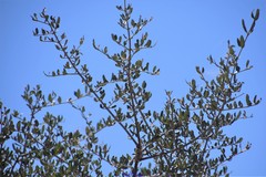 Olea europaea europaea