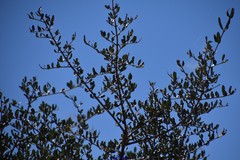 Olea europaea europaea