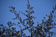Olea europaea europaea
