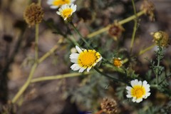 Glebionis coronaria