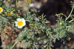 Glebionis coronaria