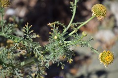 Glebionis coronaria