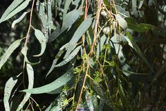 Eucalyptus camaldulensis