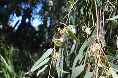Eucalyptus camaldulensis