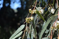 Eucalyptus camaldulensis