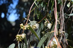Eucalyptus camaldulensis