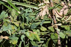 Aristolochia baetica