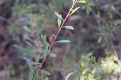 Rhamnus oleoides