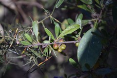 Rhamnus oleoides