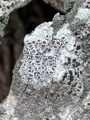 Lecanora horiza