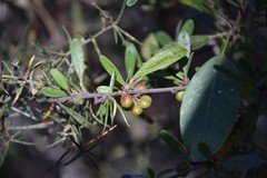 Rhamnus oleoides
