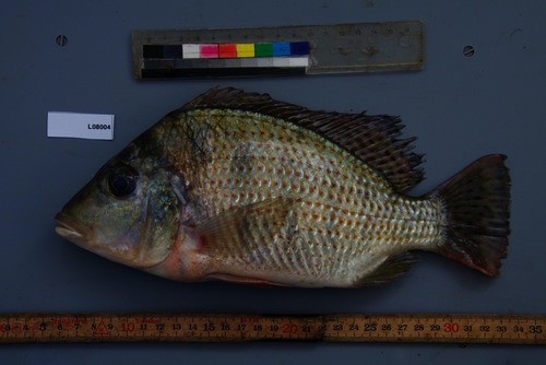 Variable tylochromis (Tylochromis variabilis) — Cichlidae — 2