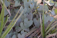 Aristolochia baetica