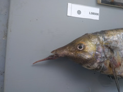 Genyomyrus donnyi