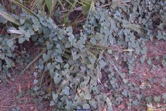 Aristolochia baetica