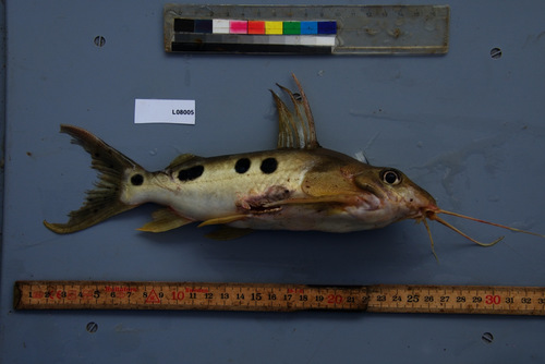 Onespot squeaker (Synodontis notatus) — Mochokidae — 3