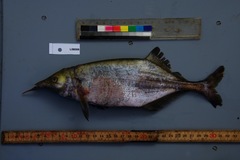 Genyomyrus donnyi