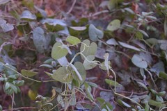 Aristolochia baetica