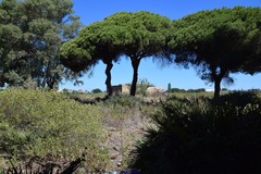 Pinus pinea