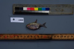 Brachypetersius altus