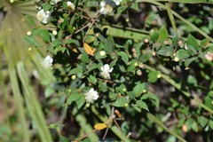 Myrtus communis