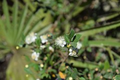 Myrtus communis